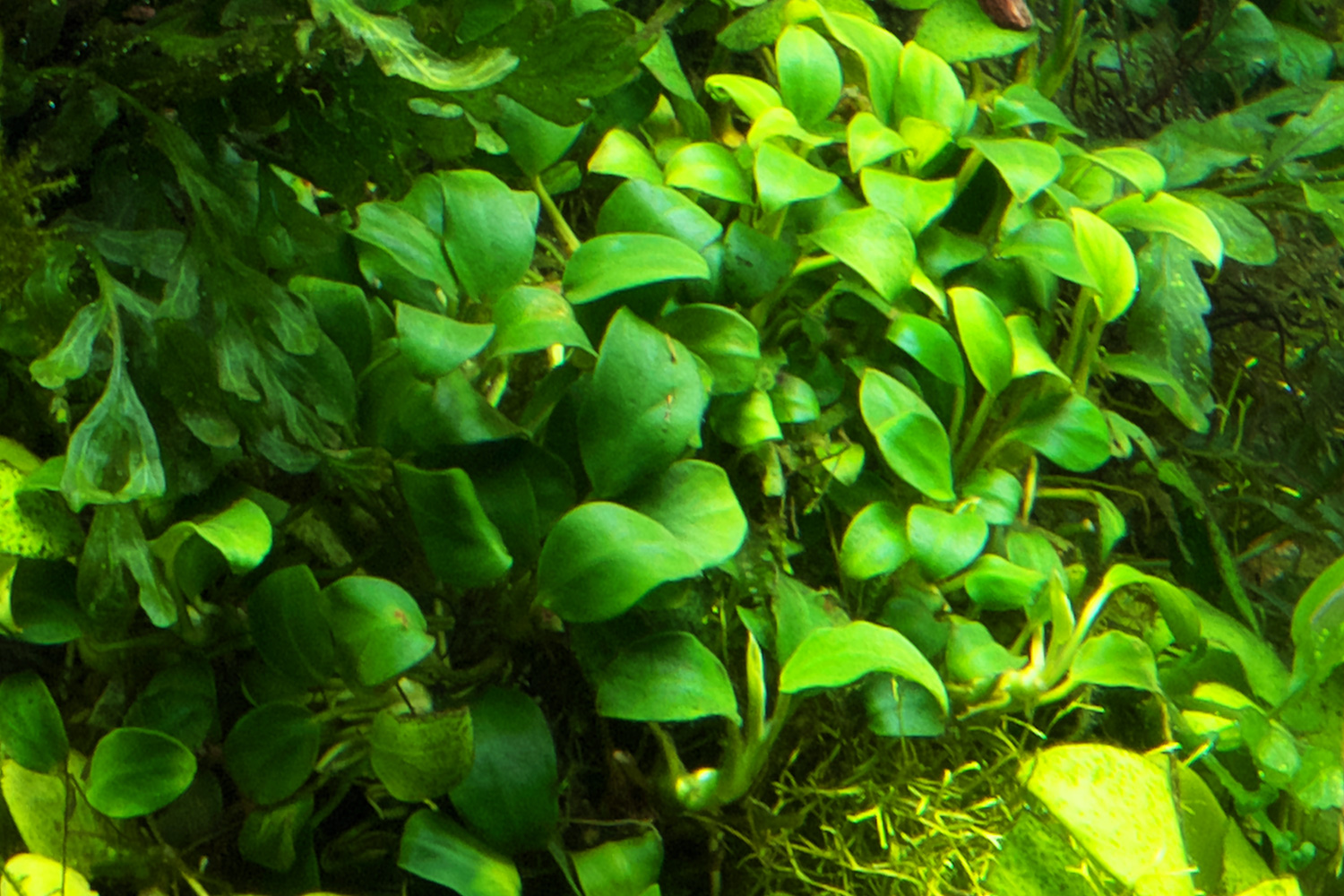 A healthy Anubias plant with broad green leaves growing on driftwood in a planted aquarium