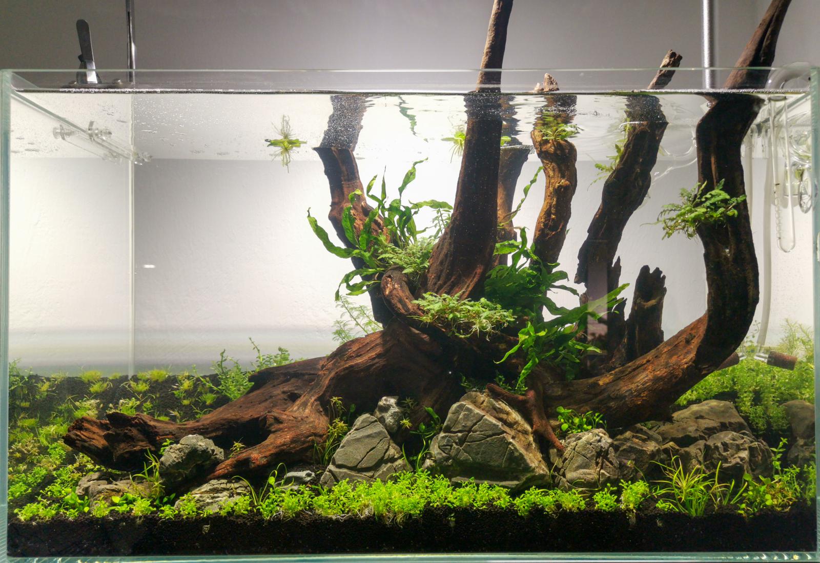 Aquascaping rocks and wood in a planted tank