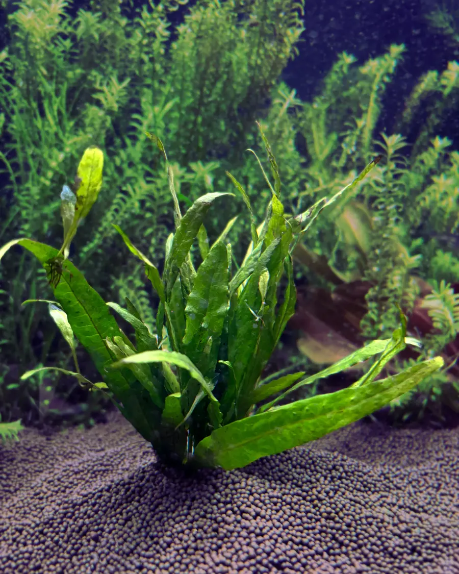 Java fern leaves in close-up, fed from the water column