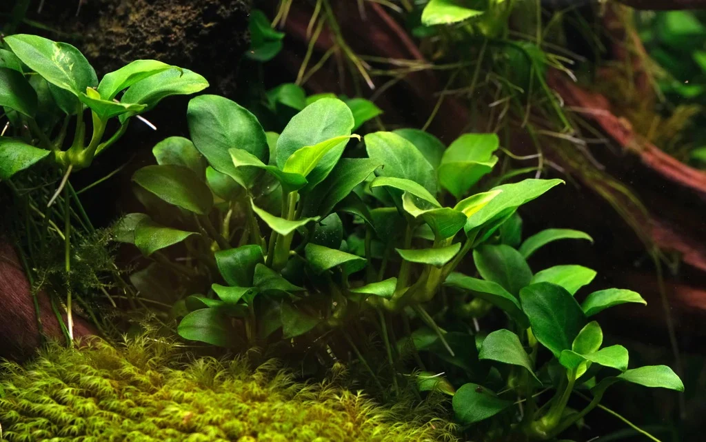 Anubias and moss growing in a low-tech aquarium without CO2 injection