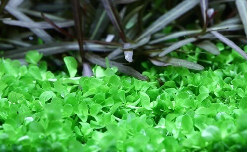 Monte Carlo carpet spreading across aquarium substrate