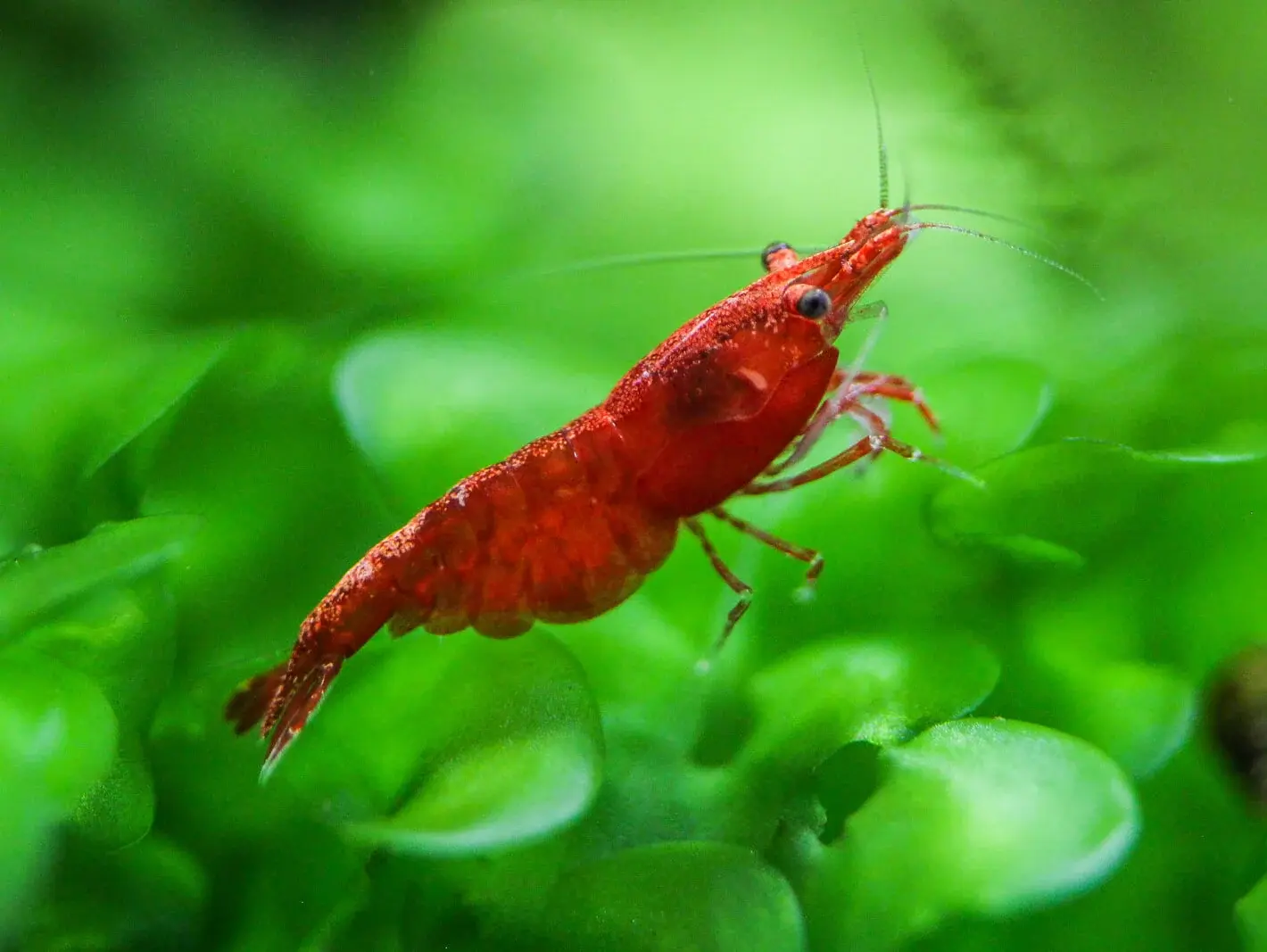 A red cherry shrimp grazing on green plants in a cycled planted aquarium